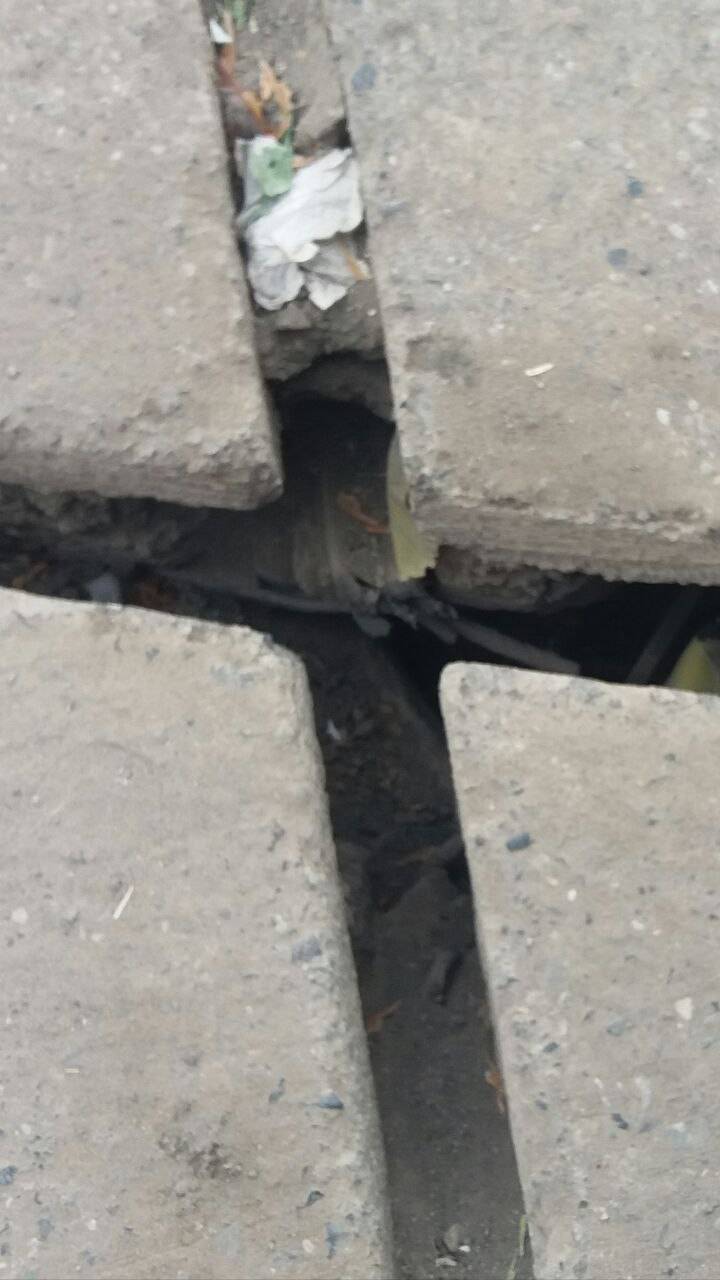 شکاف روی آسفالت