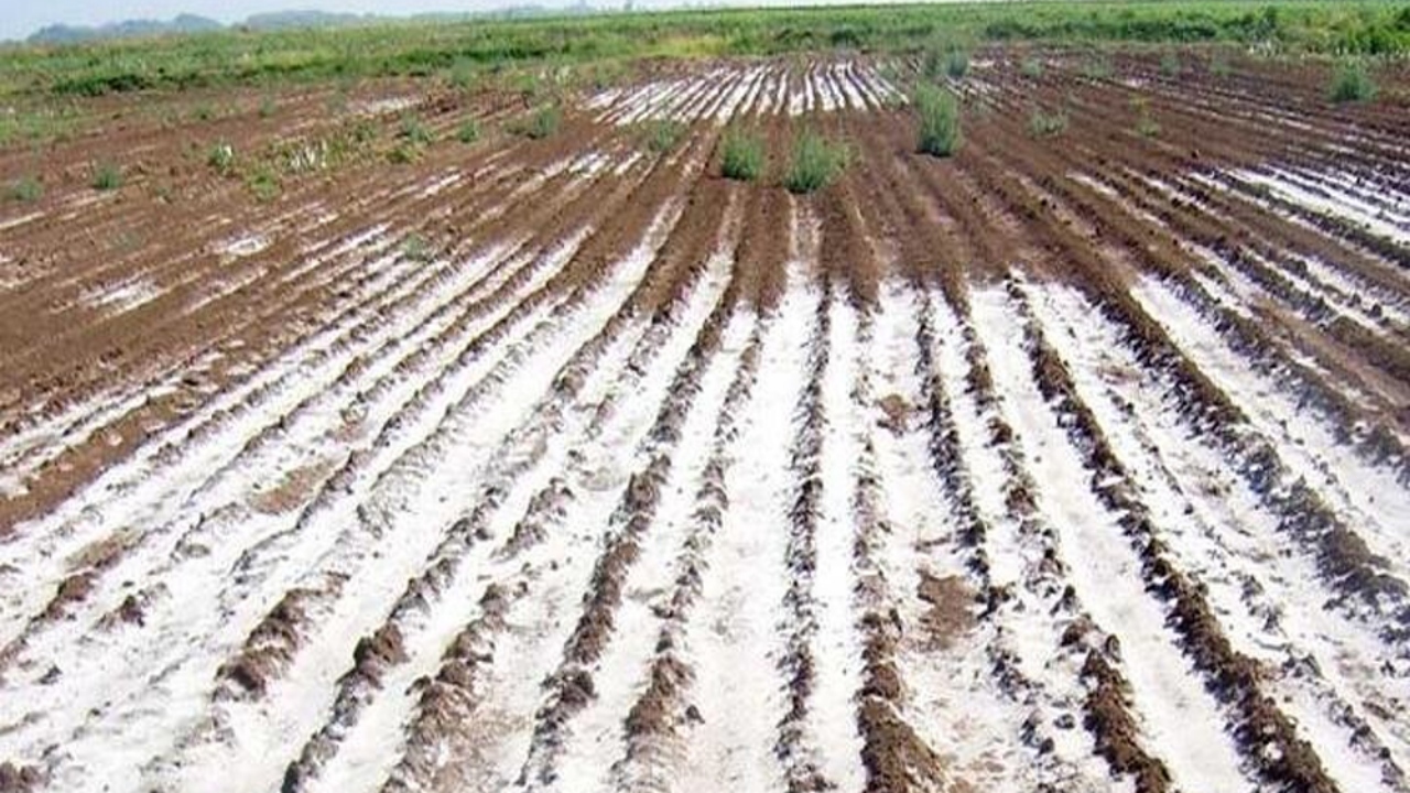 اجرای طرح احیای زمین های شور خرمشهر