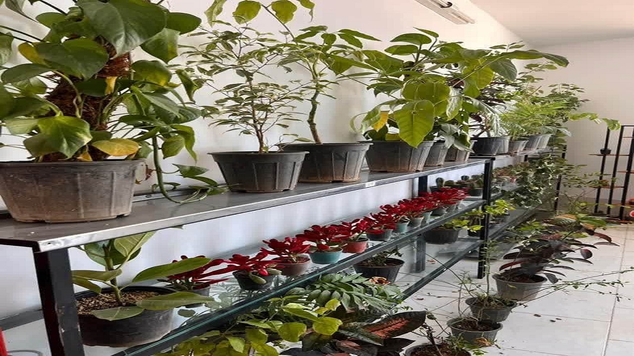 دریافت گلدان گل در ازای پسماند خشک/ سرسبزی را به خانه‌های خود هدیه دهید