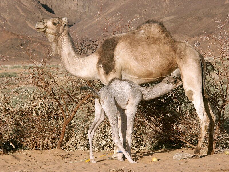 شتر شتر