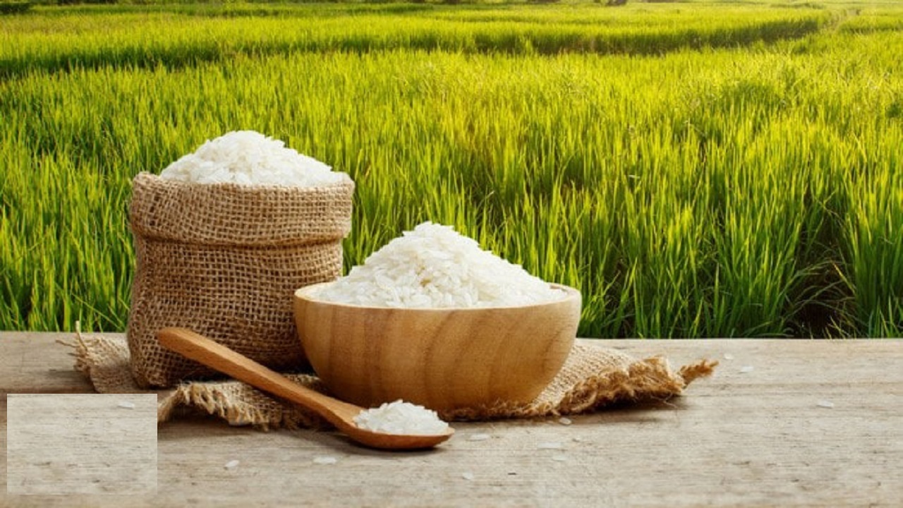 خرید توافقی برنج شمال با قیمت ۷۵۰ ‌هزار ریال آغاز شد
