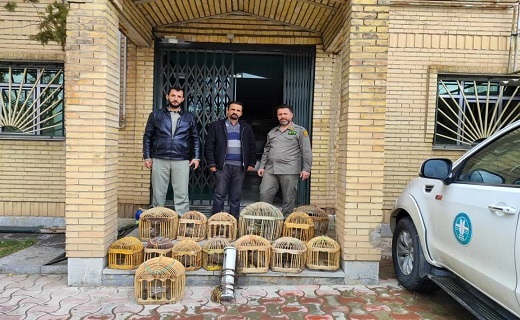 دستگیری متخلفان قطع درختان بید وحشی در سقز
