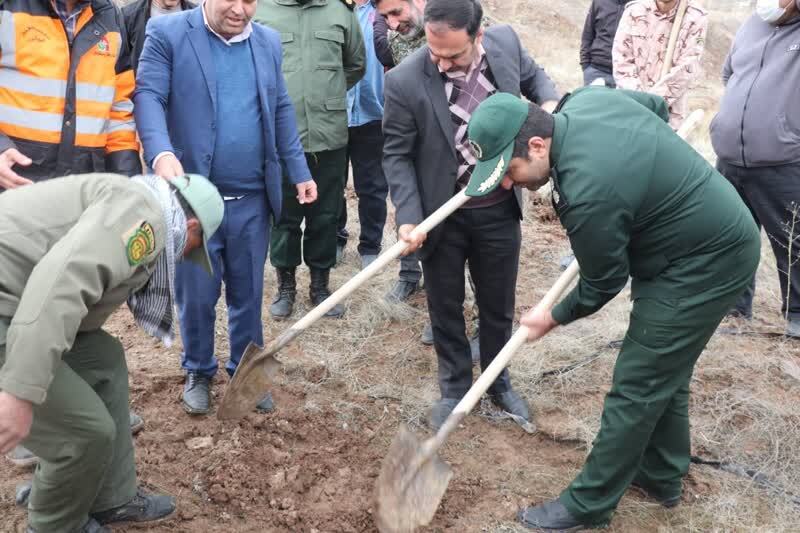 کاشت نهال و درختکاری