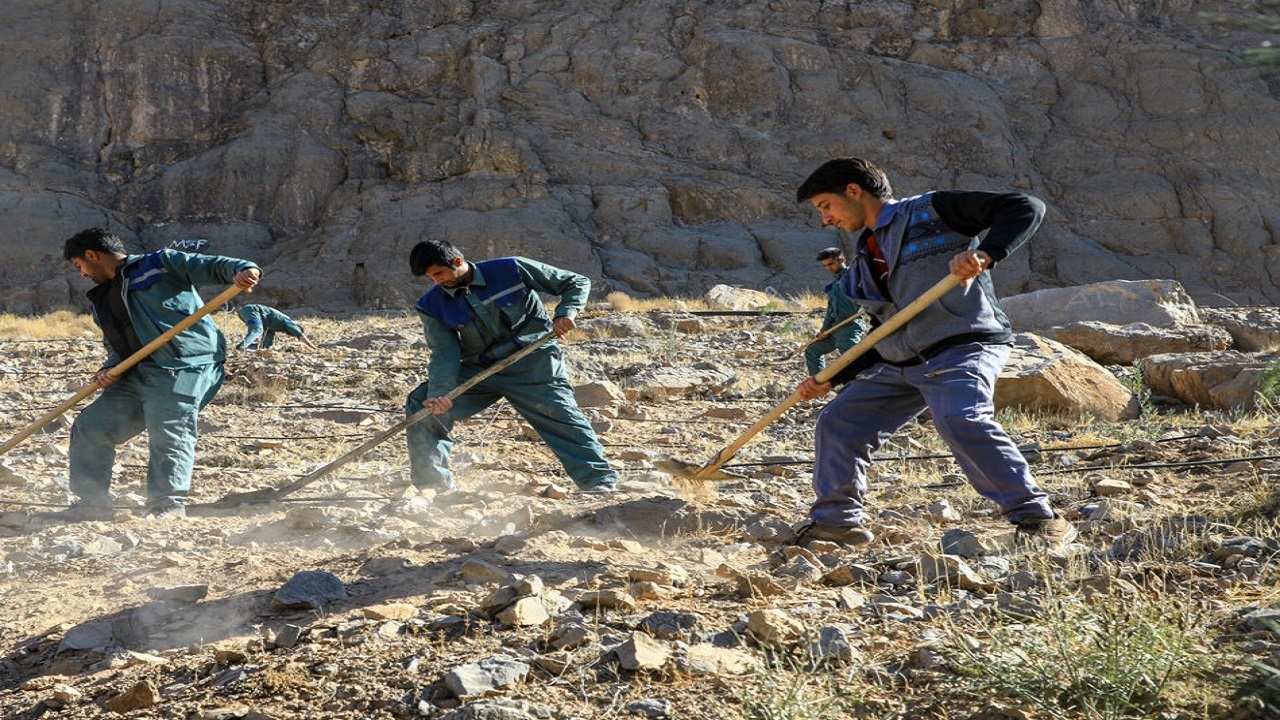 ۱۶ میلیارد و ۷۸۲ میلیون ریال برای نهالکاری در بجستان خراسان رضوی تخصیص یافت