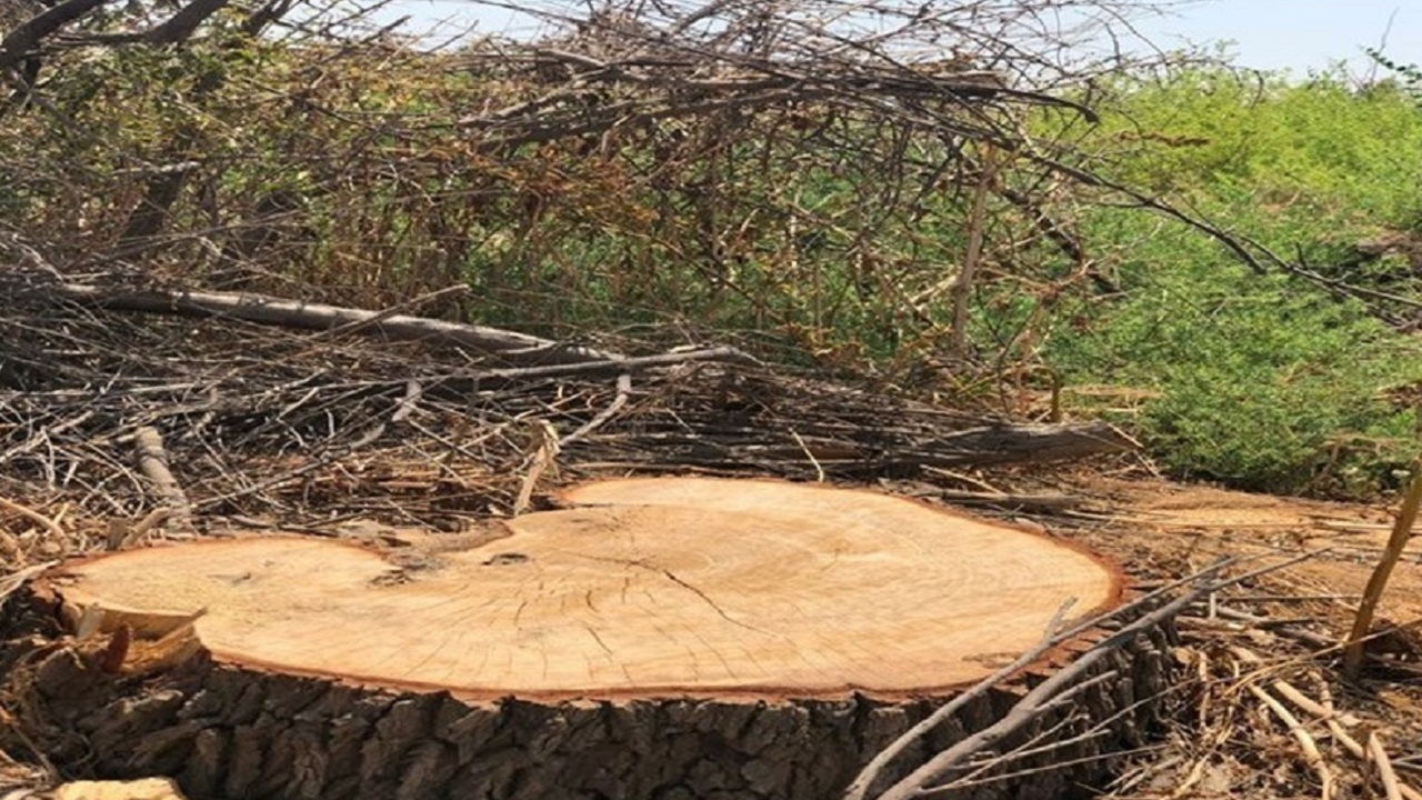 نمایی از برهم ریختگی طبیعت روستای شیرآباد با قطع درختان + فیلم و تصاویر