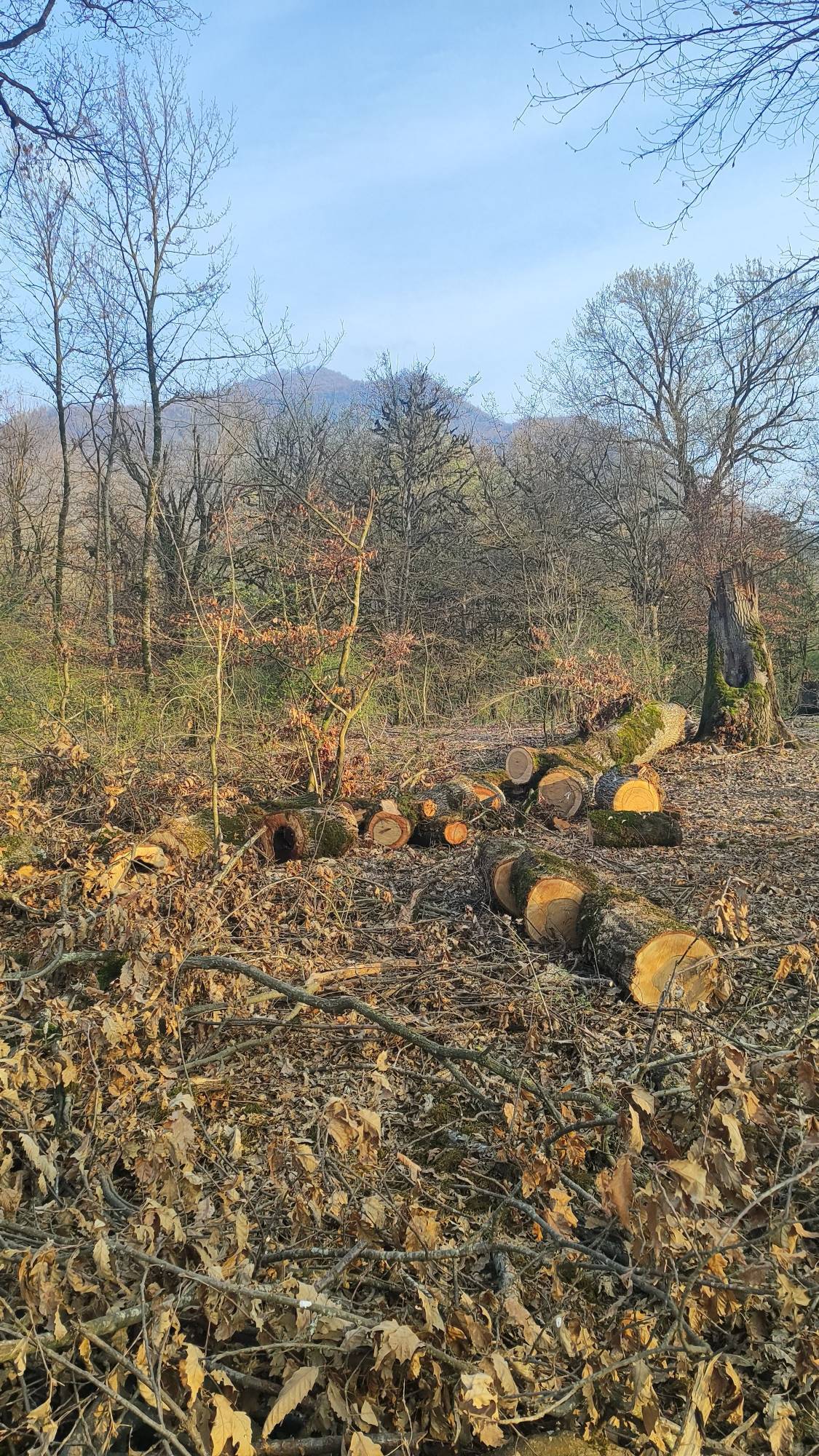 قطع شدن تنه درختان در روستای شیرآباد رامیان