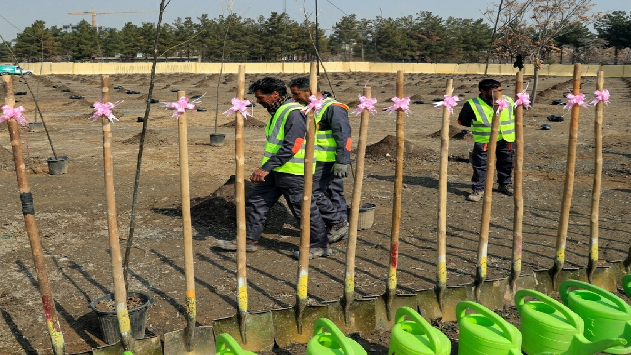مشارکت ۷۴ دستگاه اجرایی قزوین برای کاشت نهال