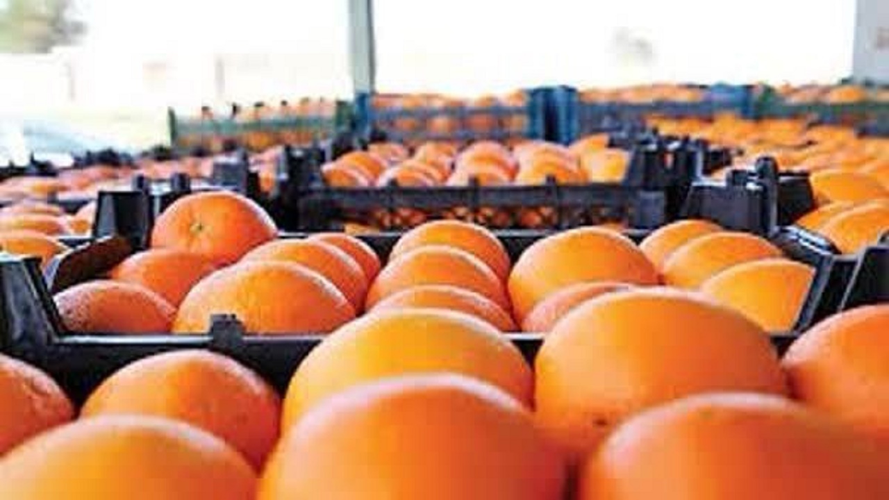 آغاز توزیع میوه شب عید در مازندران