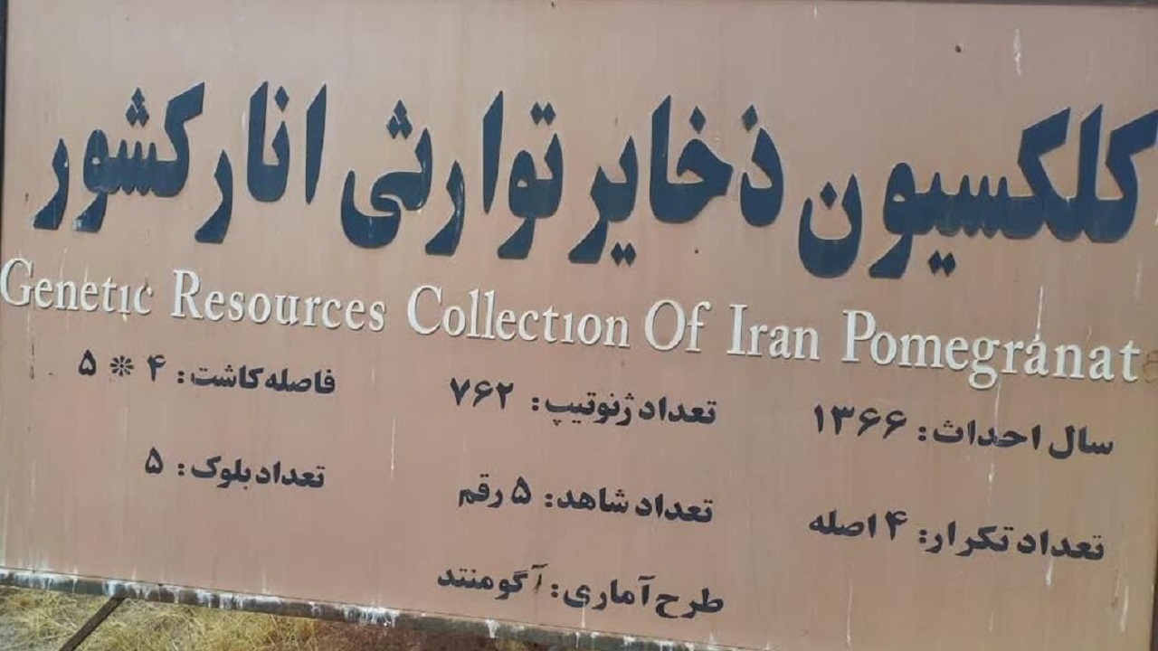 ماجرای قطع درختان سومین انارستان بزرگ جهان در یزد چه بود؟