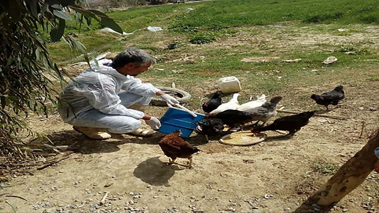واکسیناسیون ۵ هزار قطعه طیور علیه بیماری نیوکاسل در ارزوئیه