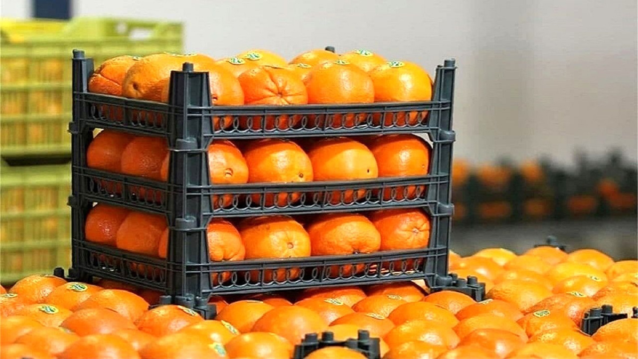 آغاز عرضه مستقیم میوه تنظیم بازار در استان یزد
