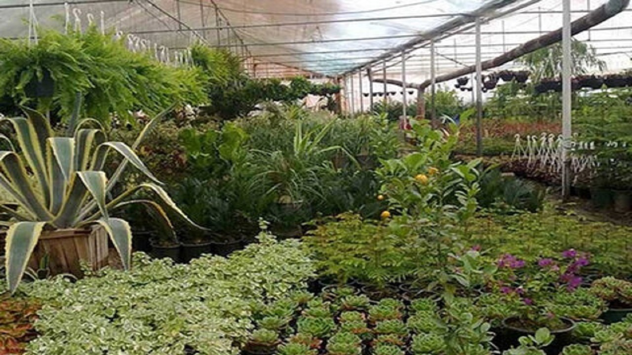 تولید بیش از ۱۵۰ میلیون گلدان گل‌های زینتی، آپارتمانی و نشائی در اصفهان
