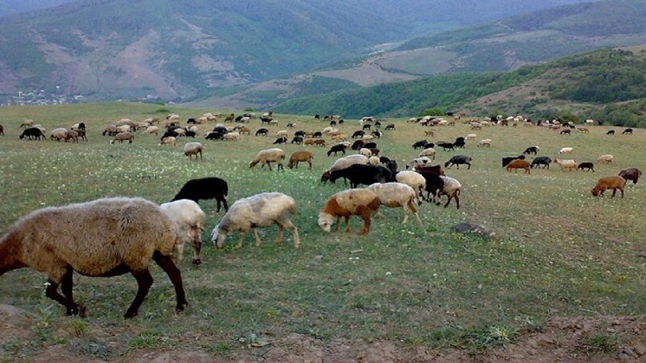 جلوگیری از چرای غیر مجاز بیش از ۱۷ هزار راس دام در قزوین