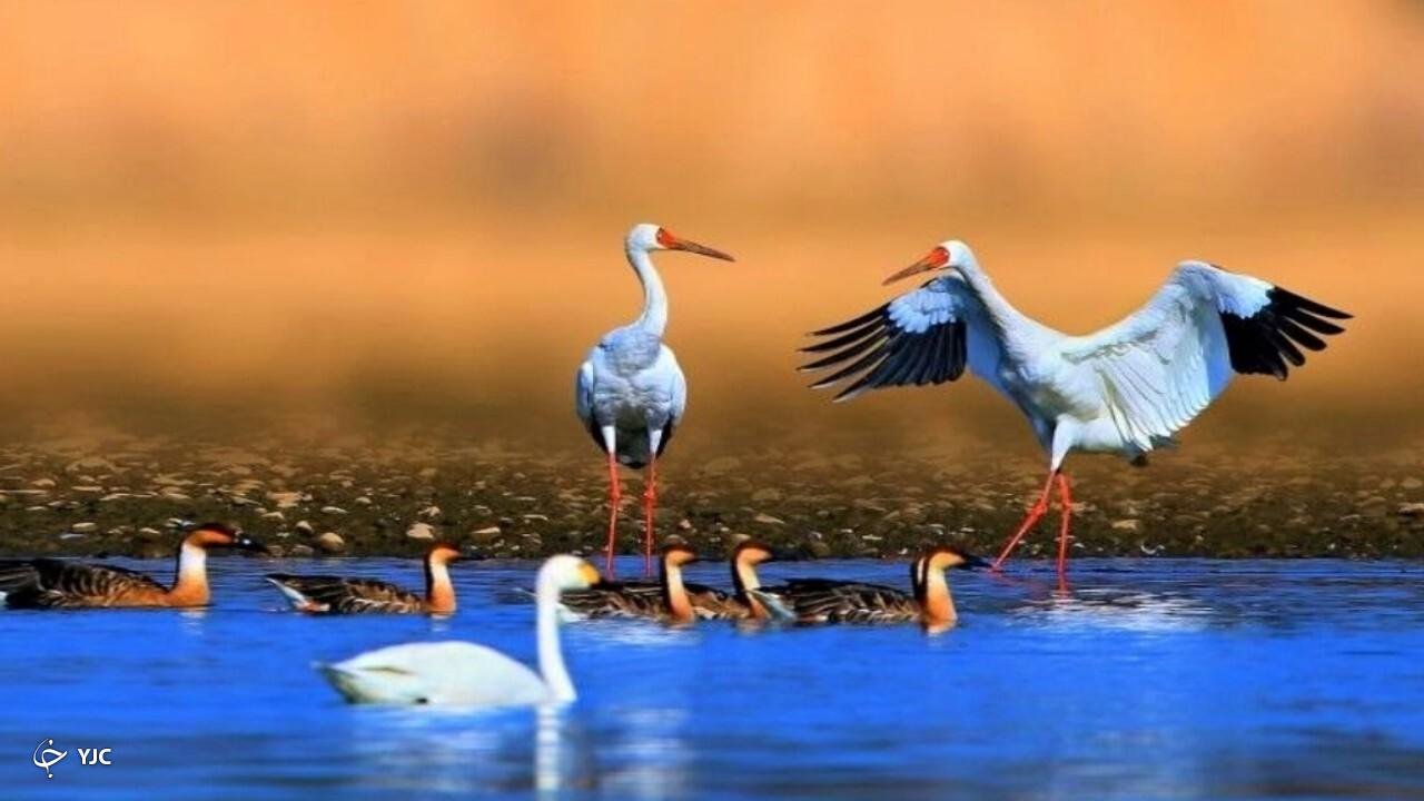 سفر دُرنا‌ها از آذربایجان‌غربی به مقصد سیبری آغاز شد