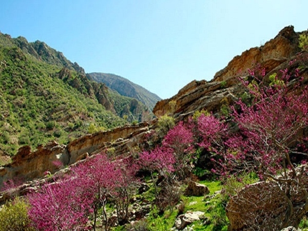 دره ارغوان