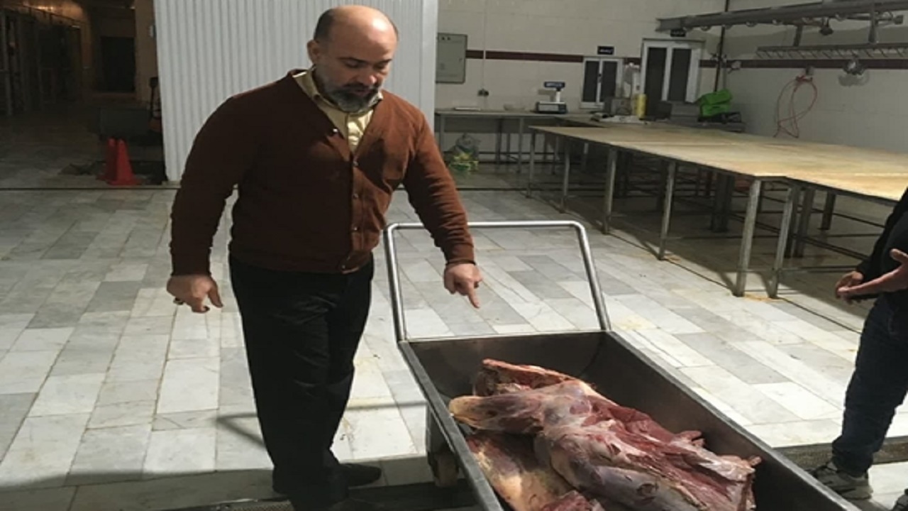 ضبط یک راس لاشه گاوی مشکوک به بیماری در قائمشهر