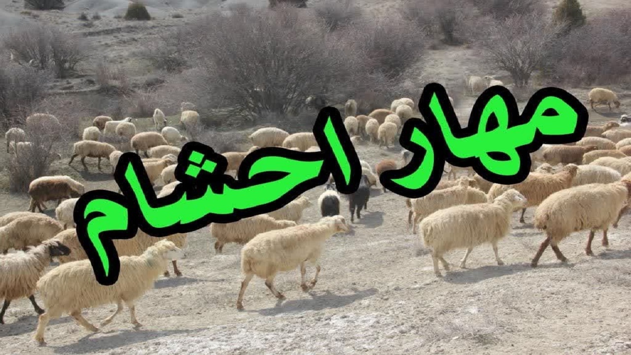 کشف دام قاچاق در مرز سردشت