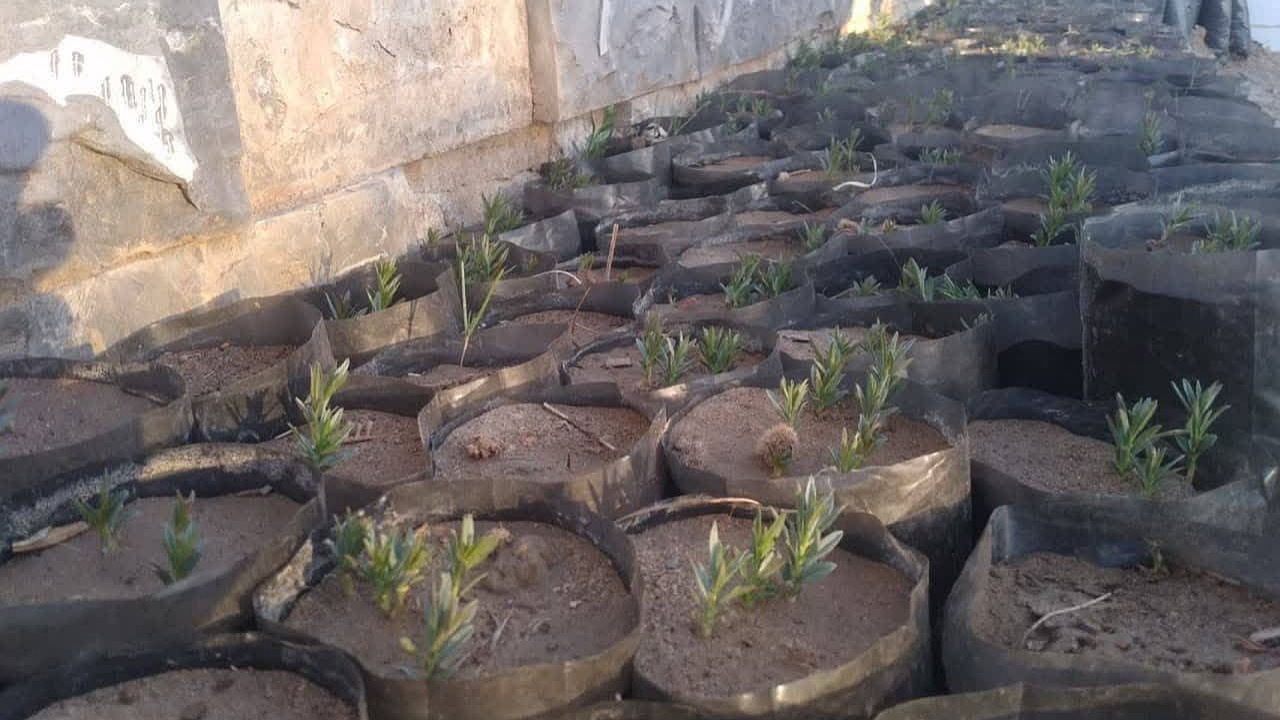 کاشت بذر گیاهان مرتعی در راور