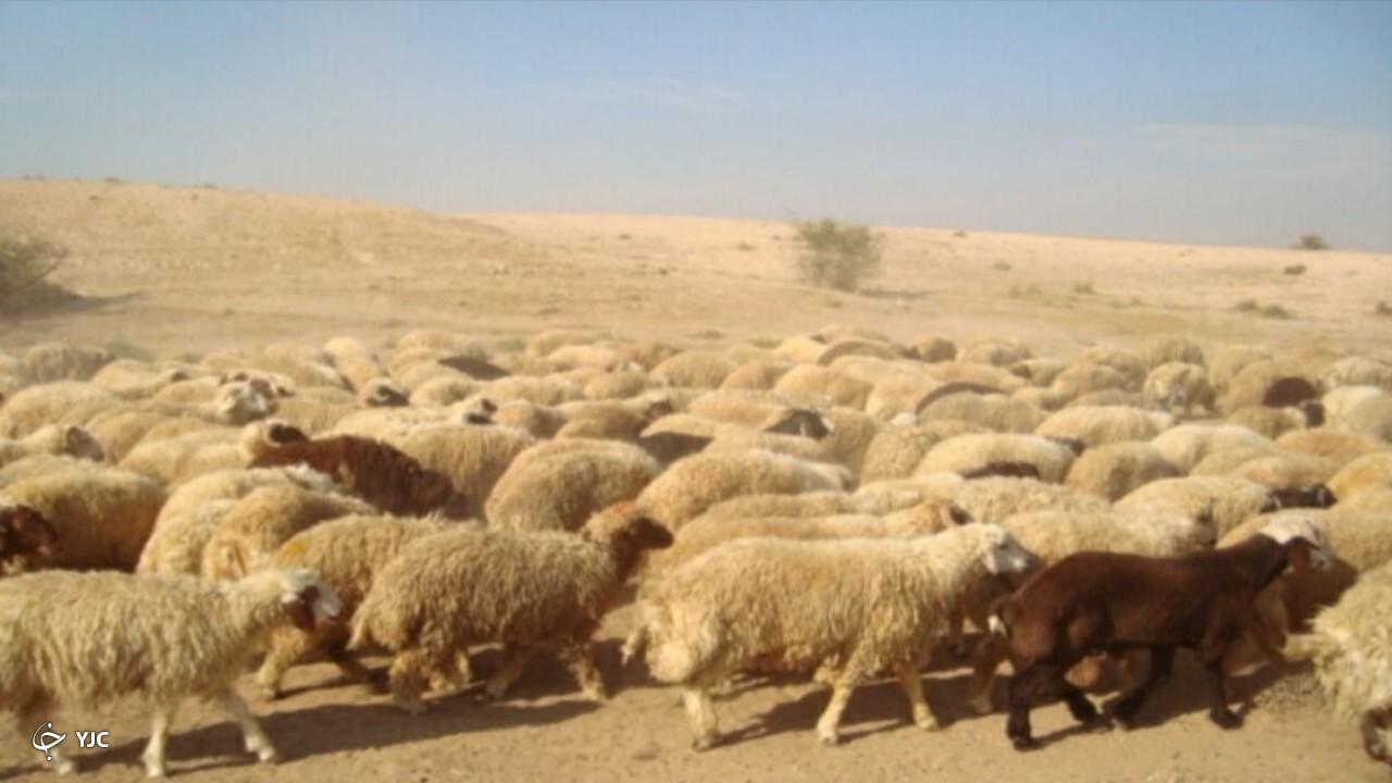 ۳۶۱ راس دام قاچاق در مرز سردشت کشف‌ شد