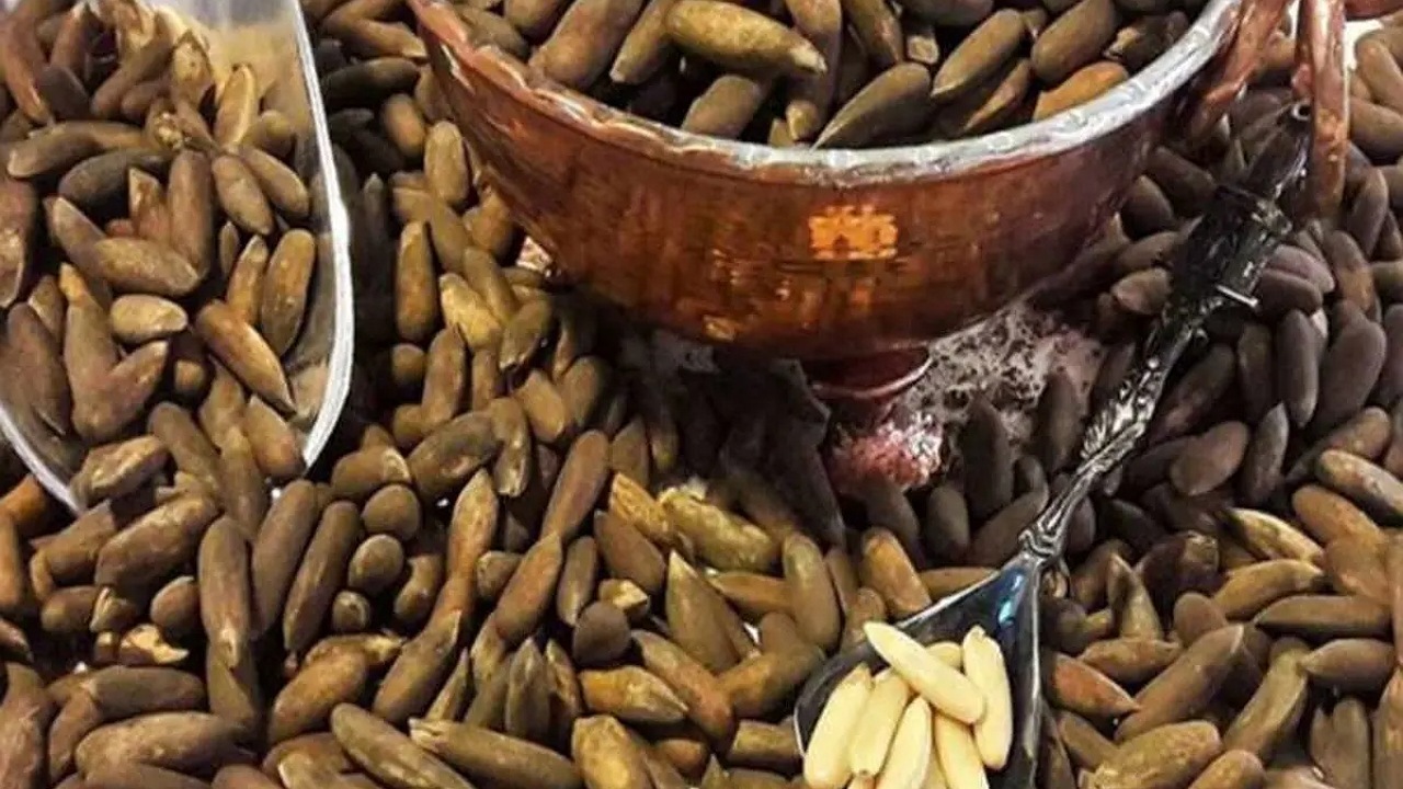 روش استخراج چلغوز از طبیعت + فیلم