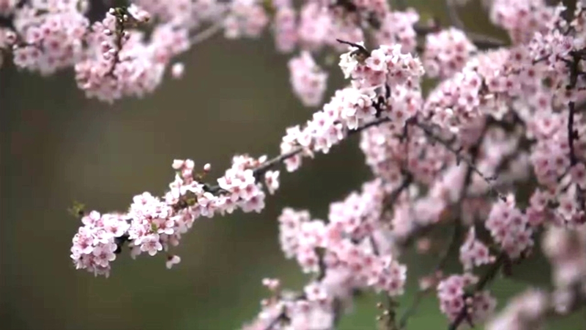 بررسی نکات ایمنی برای انجام خانه تکانی + فیلم