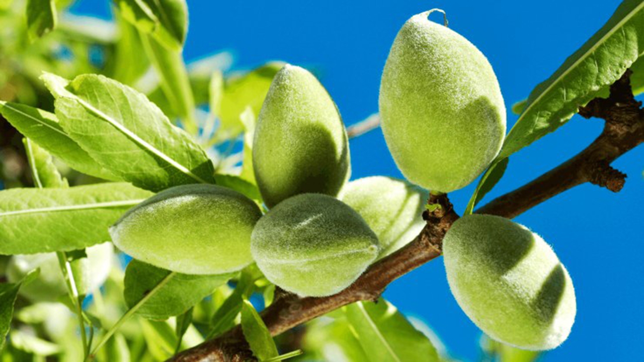 خسارت سرمازدگی به باغات چغاله خفر + فیلم