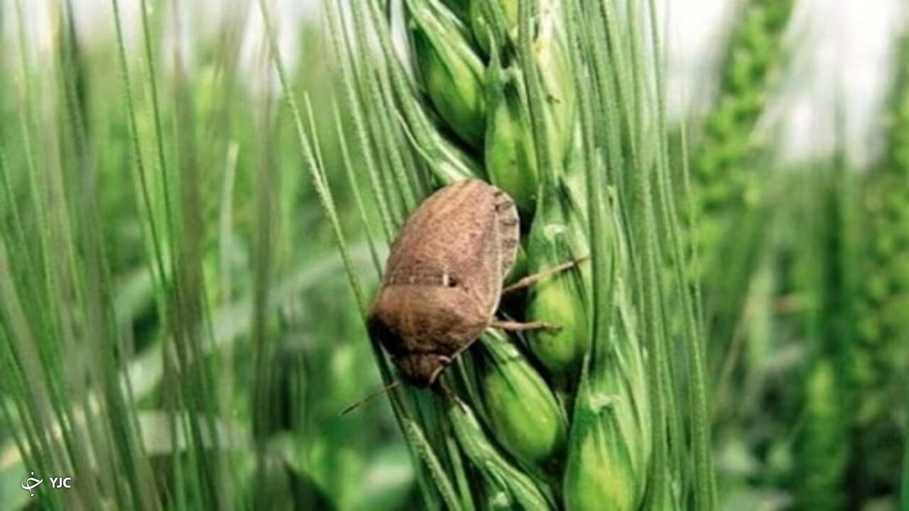 هشدار برای کاهش خسارت سن زدگی گندم در آذربایجان‌غربی