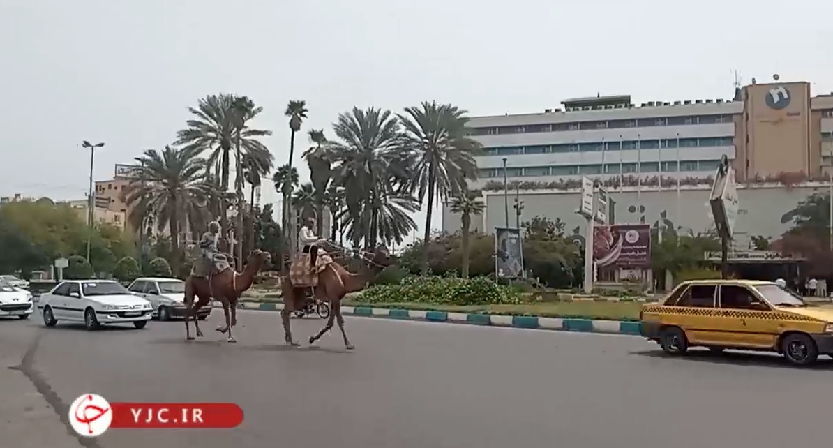 شتر سواری در خیابان های بندرعباس