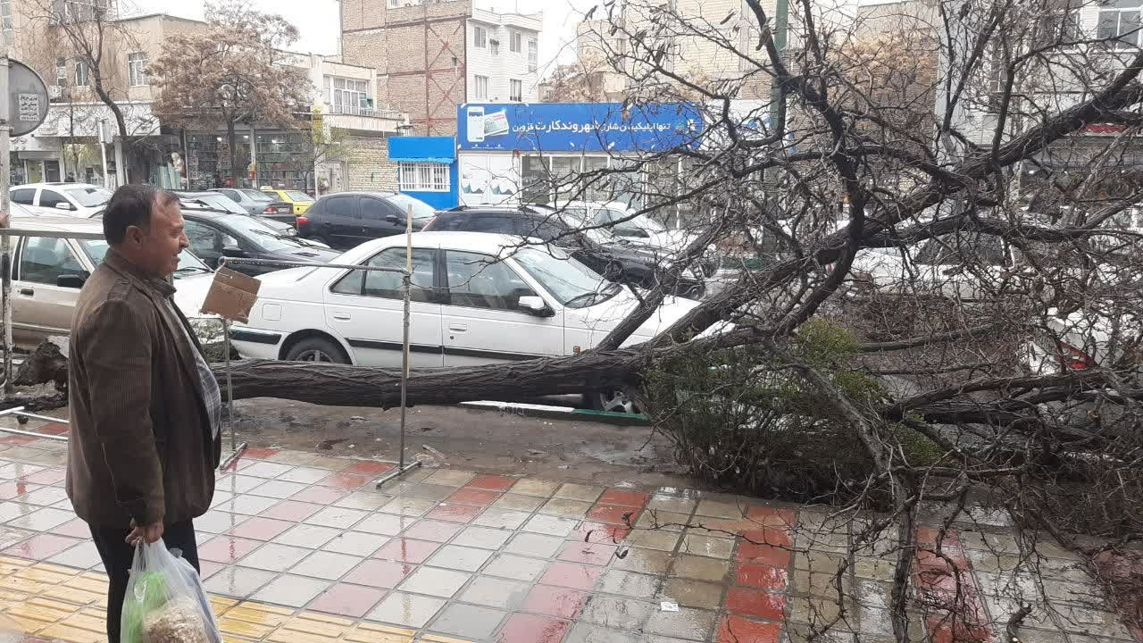 سقوط درخت روی خودرو سواری در قزوین