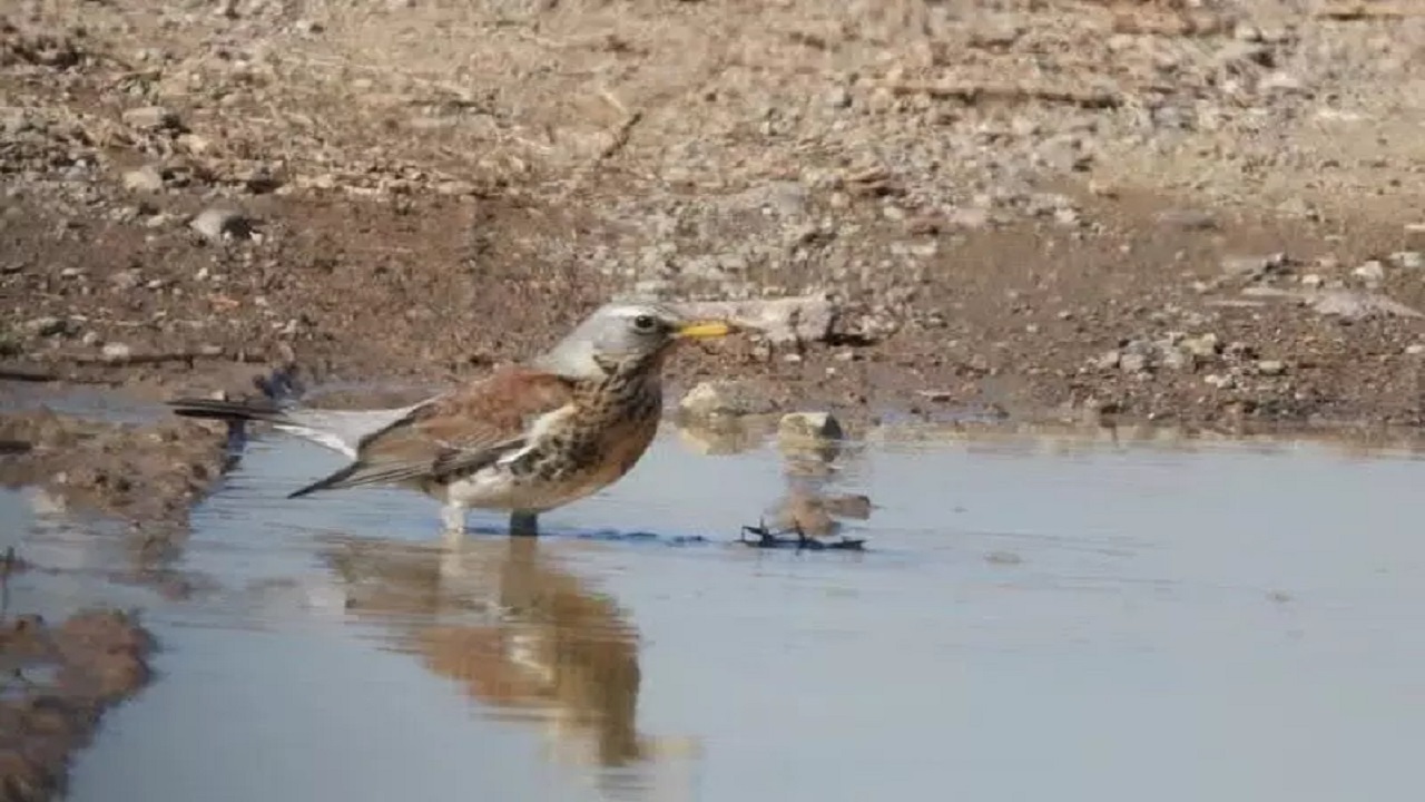 مشاهده توکای پشت بلوطی در قزوین