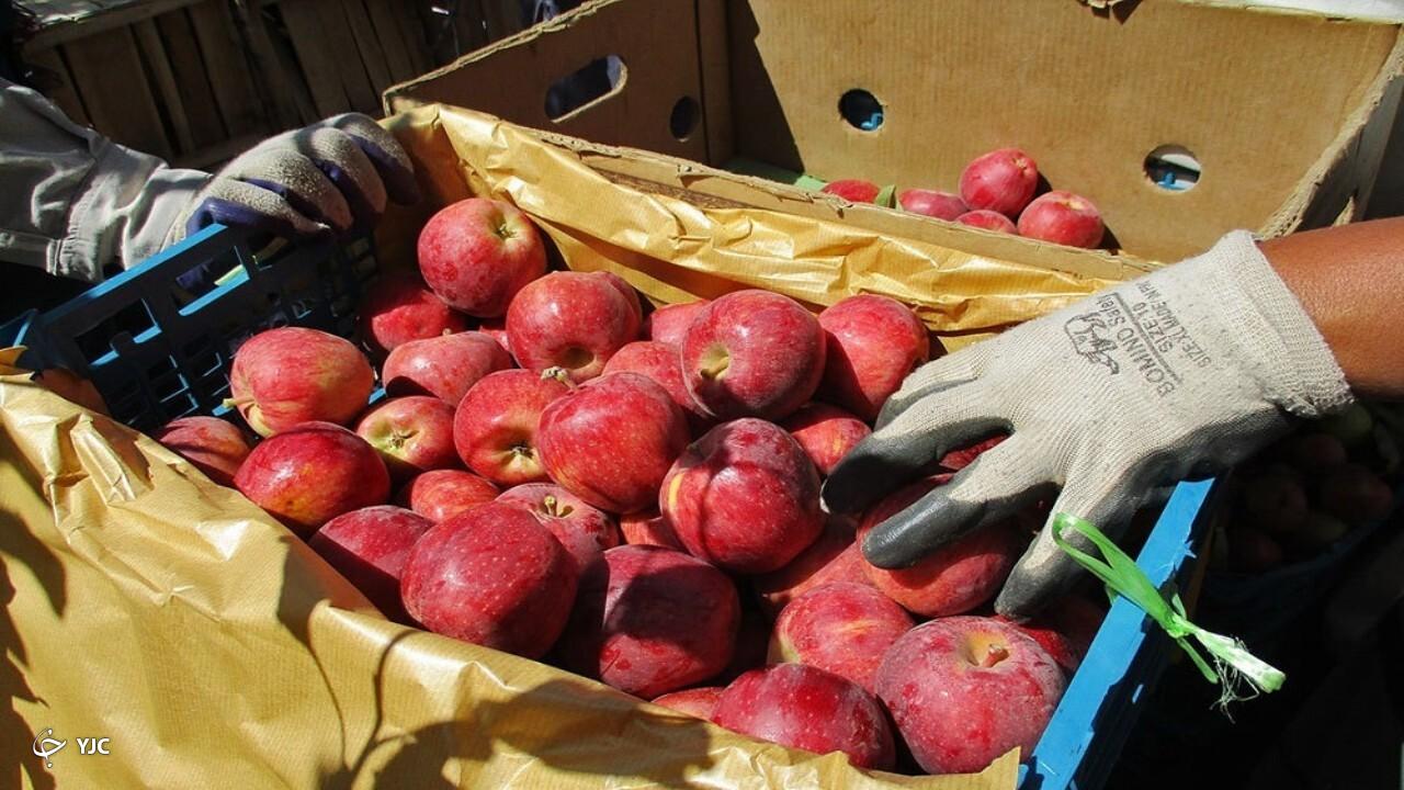 ذخیره‌سازی ۴۰۰ هزار تن سیب درختی در سردخانه‌های آذربایجان‌غربی