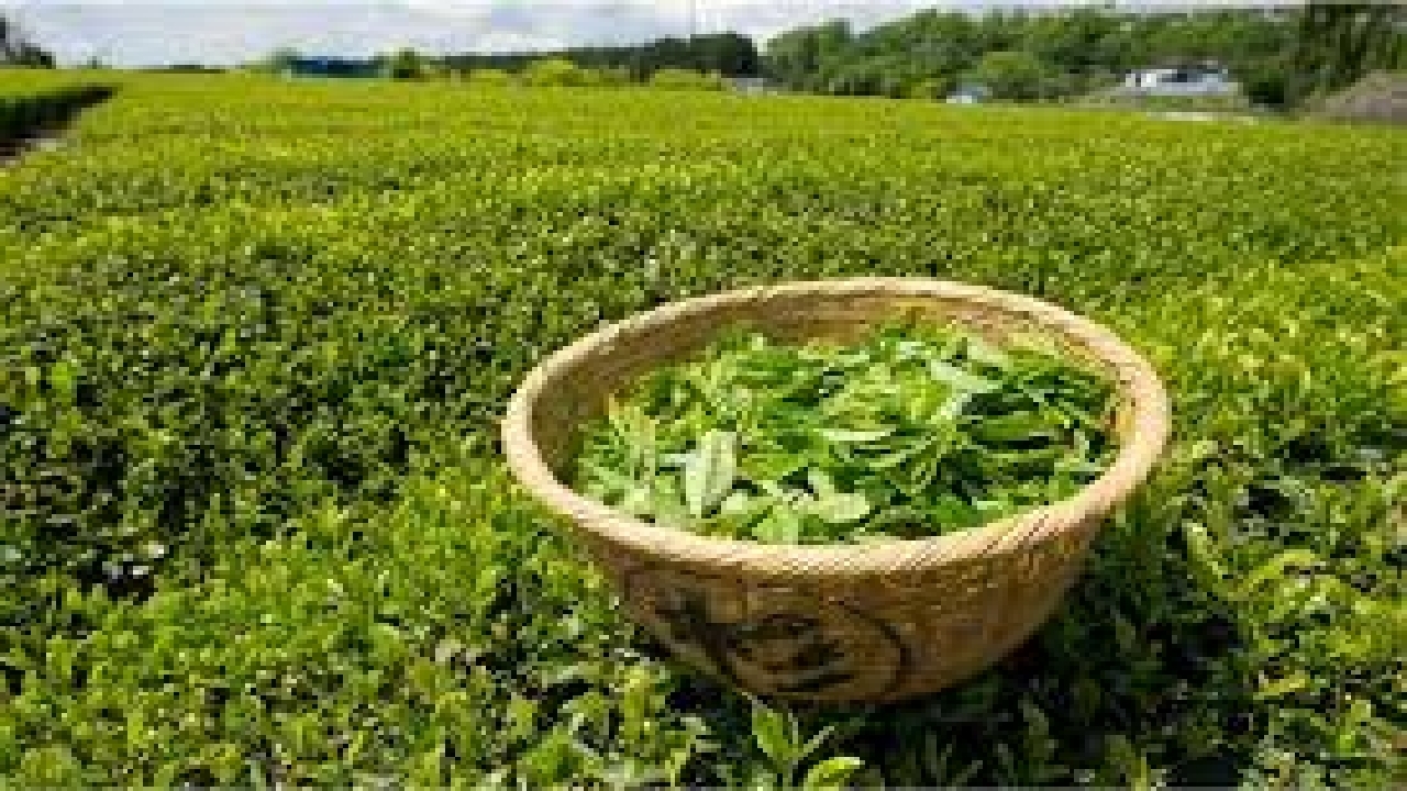 پرداخت ۸۶ درصد از بهای برگ سبز چای به چایکاران