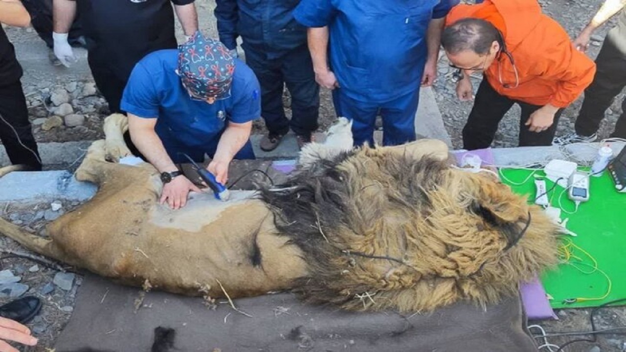 بررسی مجدد وضعیت «ریشا»/ برخورد جدی با باغ وحش مشهد در صورت قصور