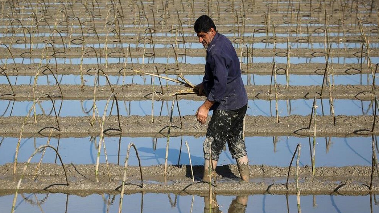 خودداری کشاورزان از بذرپاشی خزانه برنج