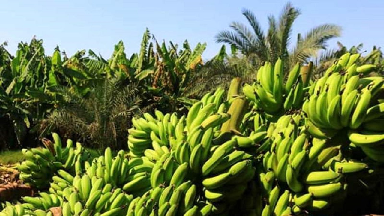 بیش از ۲۰۳ هزار تن موز در سیستان و بلوچستان تولید شد