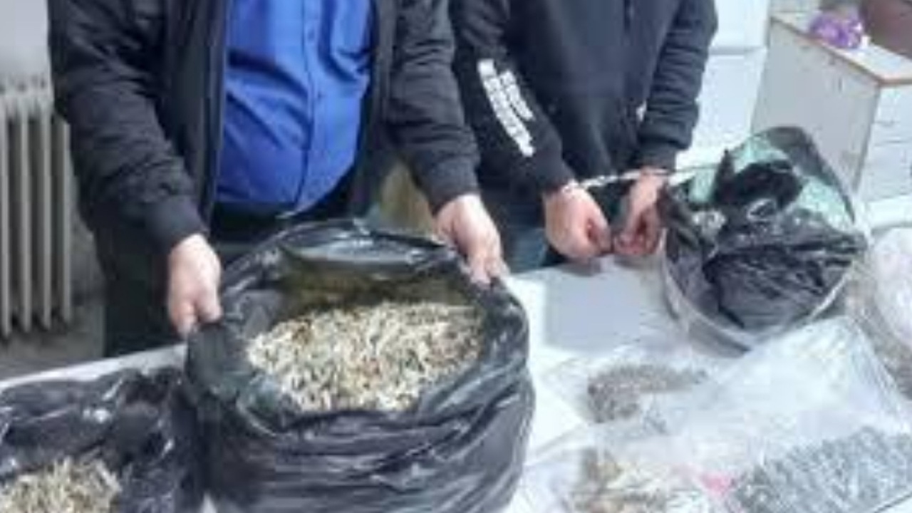 جزئیات کشف ۸ کیلو ماشروم در پایتخت