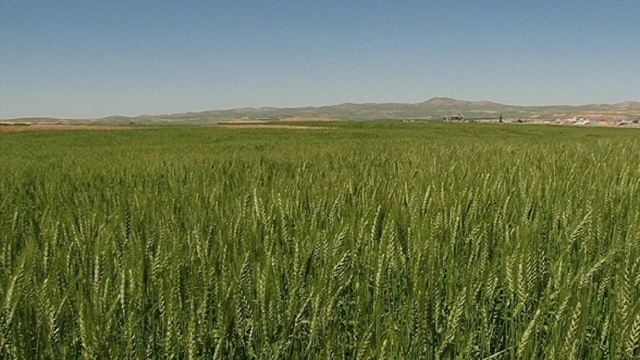 پرداخت ۱۰ میلیارد به مجریان طرح جهش تولید در دیمزارهای لرستان