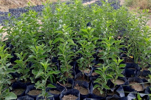 توزیع ۱۰ هزار اصله نهال توت در استان همدان
