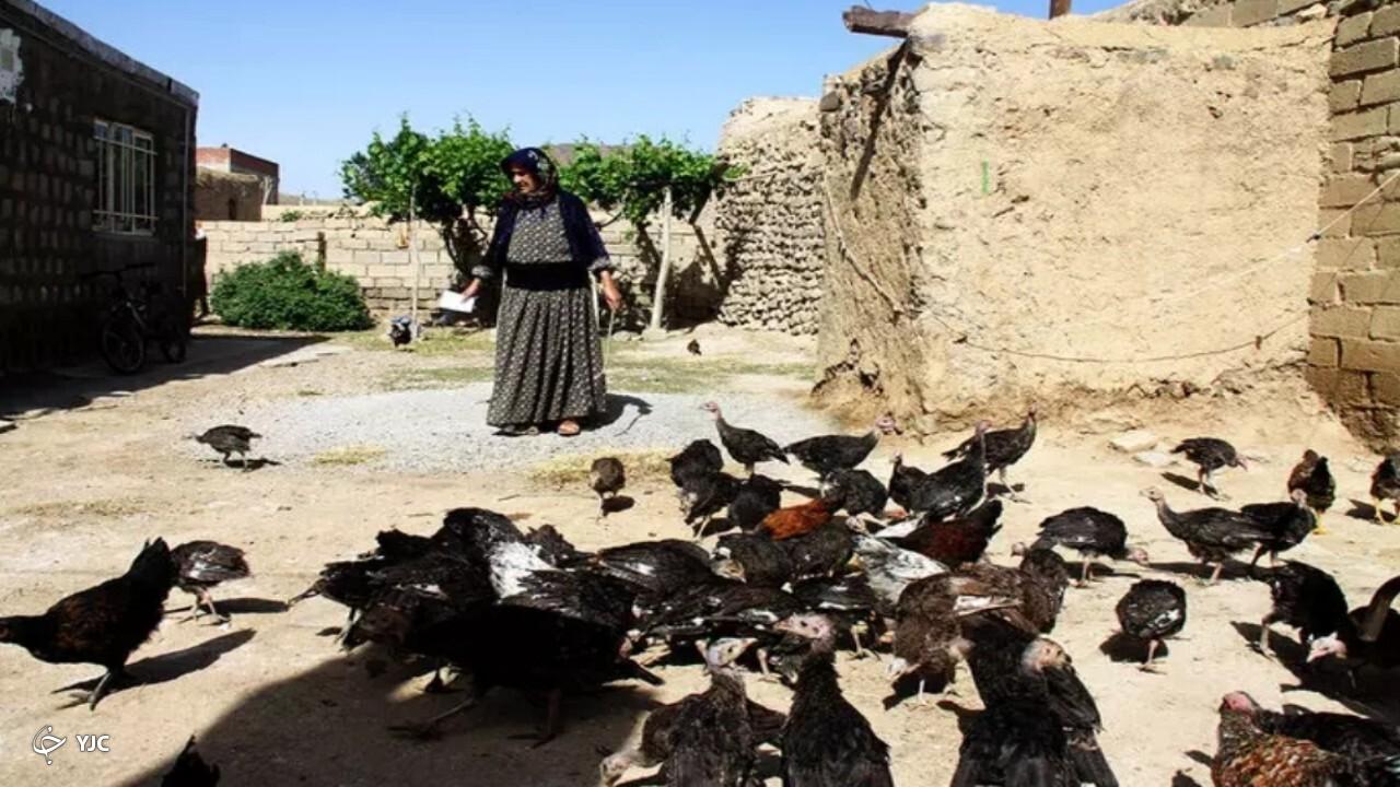 مایه‌کوبی طیور علیه بیماری نیوکاسل در مهاباد آغاز شد