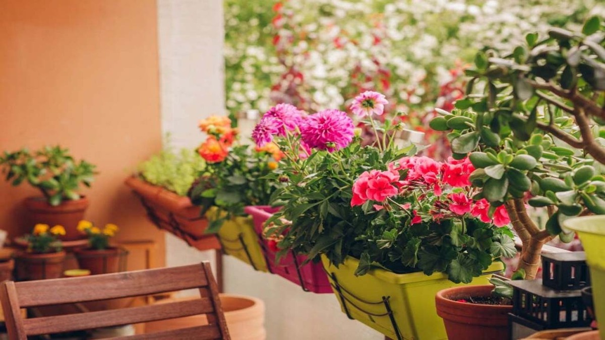 باشگاه خبرنگاران -بهترین گیاهان برای بالکن