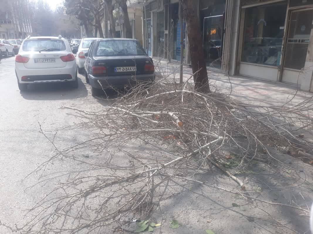 بریدن شاخه درختان