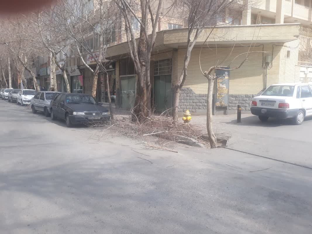 بریدن شاخه های درختان