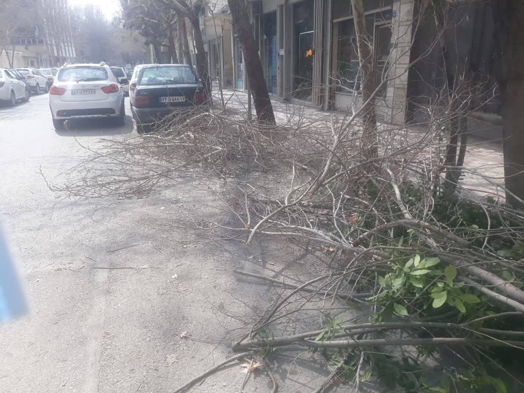 شاخه بری درختان