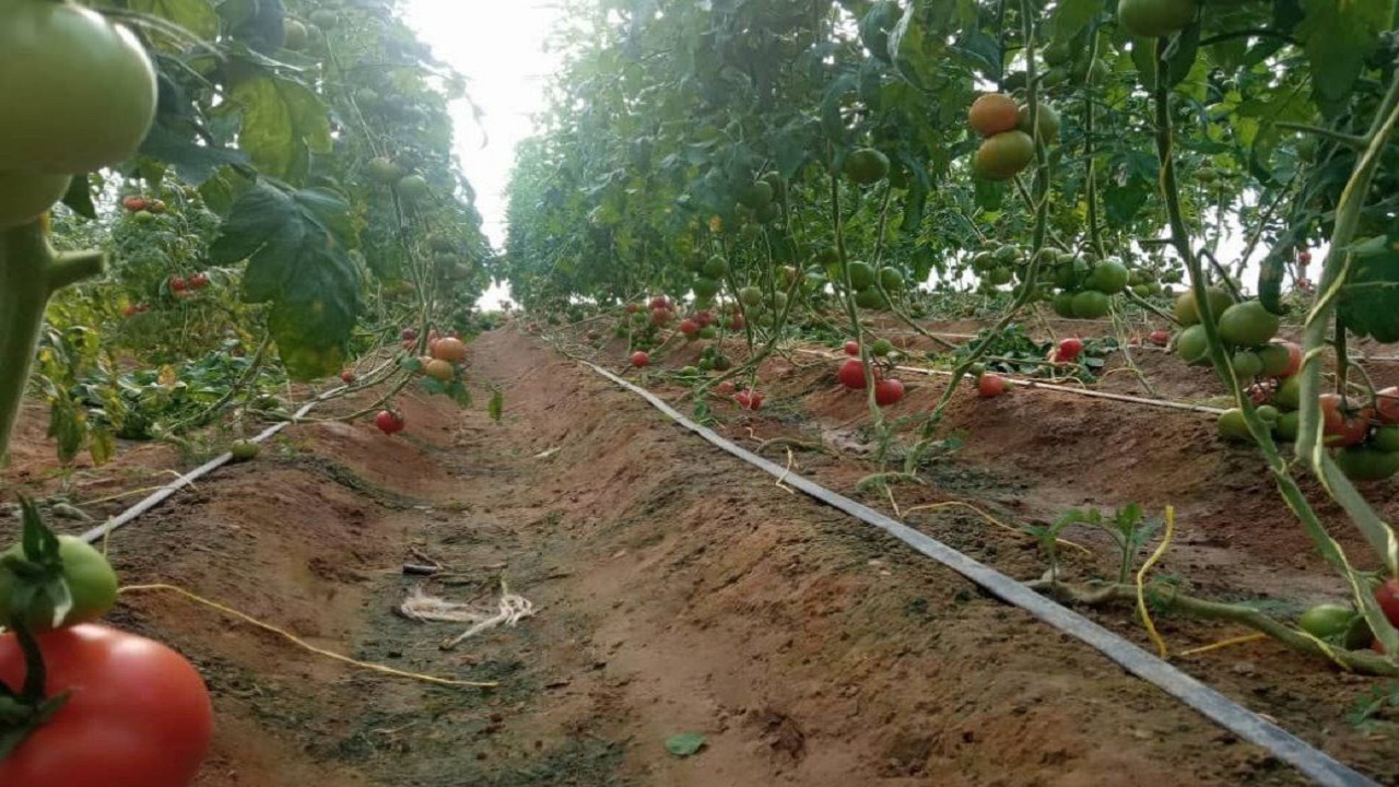 ۱۷۰ گلخانه خانگی در مهرستان به بهره‌برداری رسید