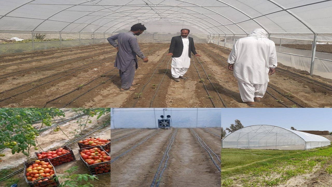 ۱۷۰ گلخانه خانگی در مهرستان به بهره‌برداری رسید