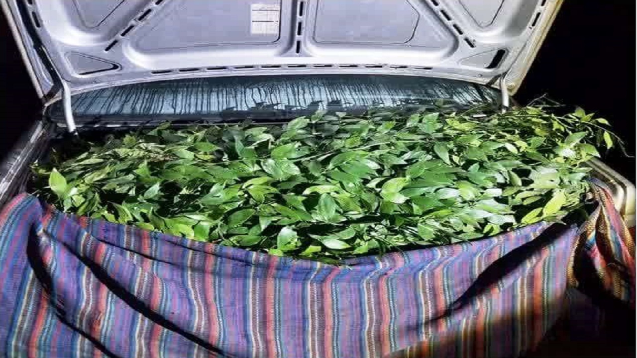 کشف و ضبط محمولات جنگلی از گونه چلم در شهرستان میاندورود