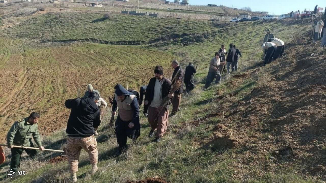 ۲۰ هکتار از جنگل‌های سردشت با کاشت نهال غنی‌سازی شد
