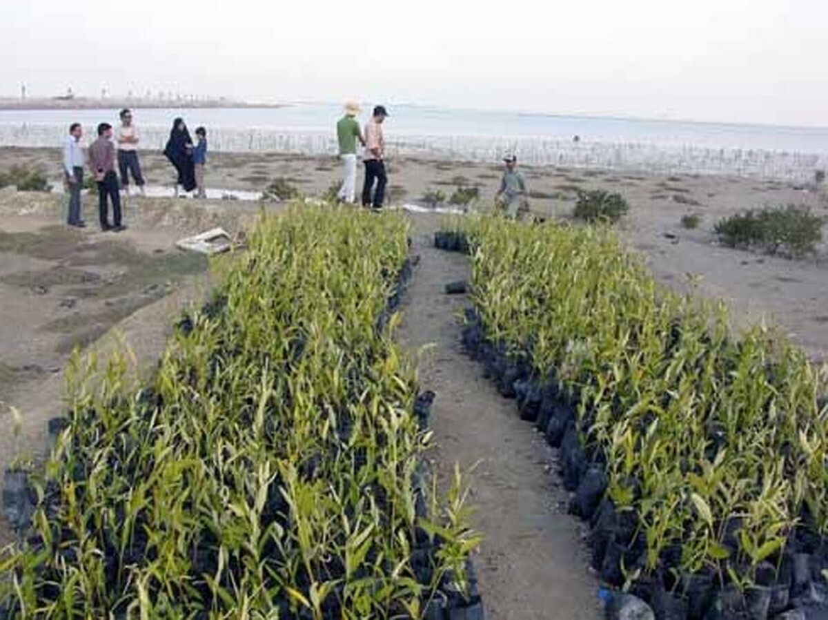 کاشت  نهال حرا در سواحل شهرستان سیریک