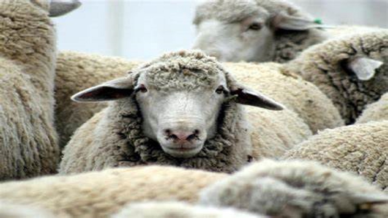 بیماری انتروتوکسمی در کمین دام های سبک استان