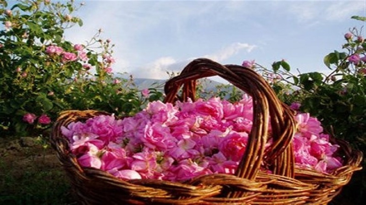 آغاز برداشت گل محمدی از گلستان‌های کاشان + فیلم